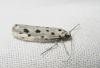 Ethmia dodecea